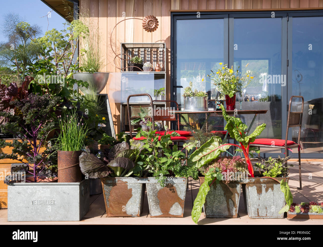 Arbeiten von zu Hause aus kleine Küche Garten Büroschuppen mit Terrassenbereich mit Gemüse Kräutern, die in wiederverwendeten recycelten Metallbehältern in Großbritannien angebaut werden Stockfoto