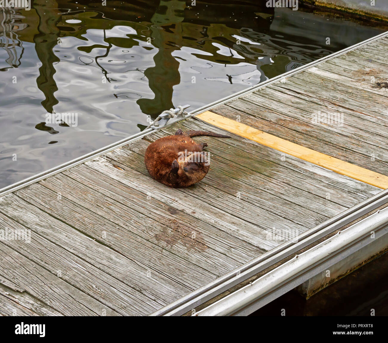 Otter visits Marina Docks in Norfolk, Virginia Stockfoto