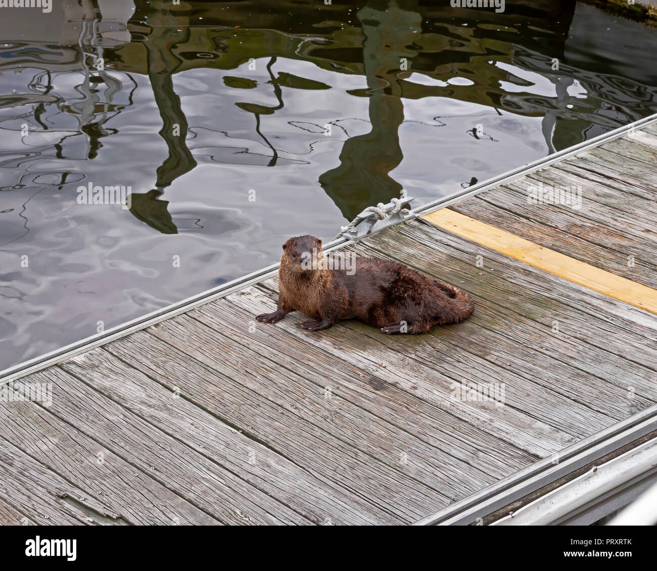 Otter visits Marina Docks in Norfolk, Virginia Stockfoto