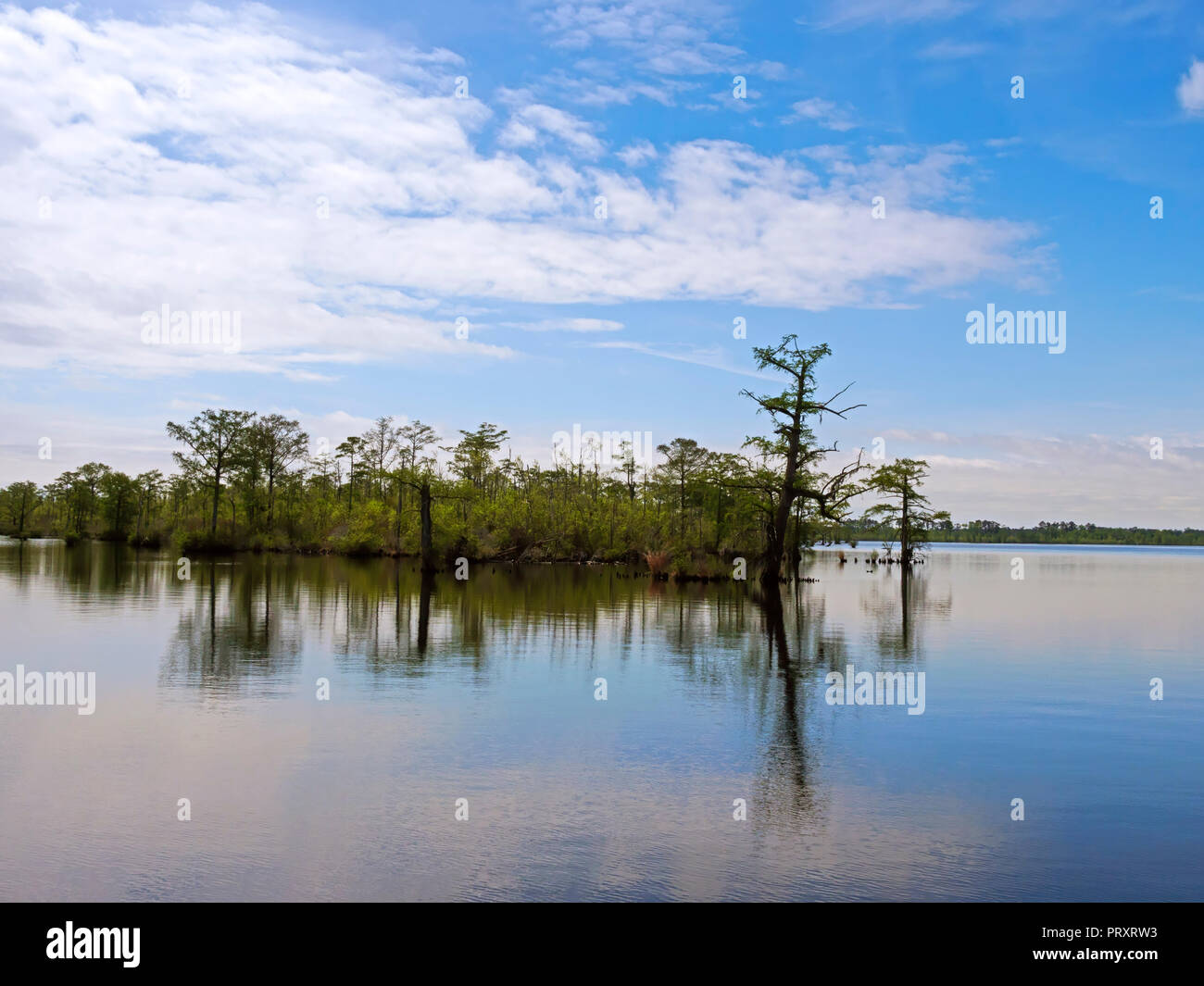 Pasquotank River, North Carolina Stockfoto