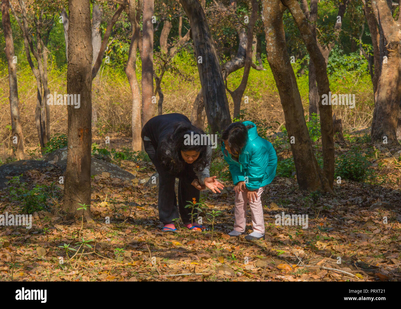 Bei BR Hills Sanctuary (Karnataka, Indien) fotografiert. Stockfoto