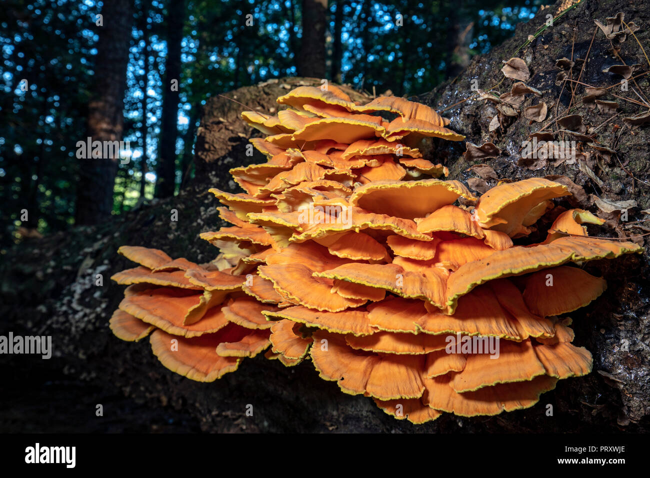 Halterung Pilz - Huhn der Wälder (Laetiporus sulfureus) - Brevard, North Carolina, USA Stockfoto