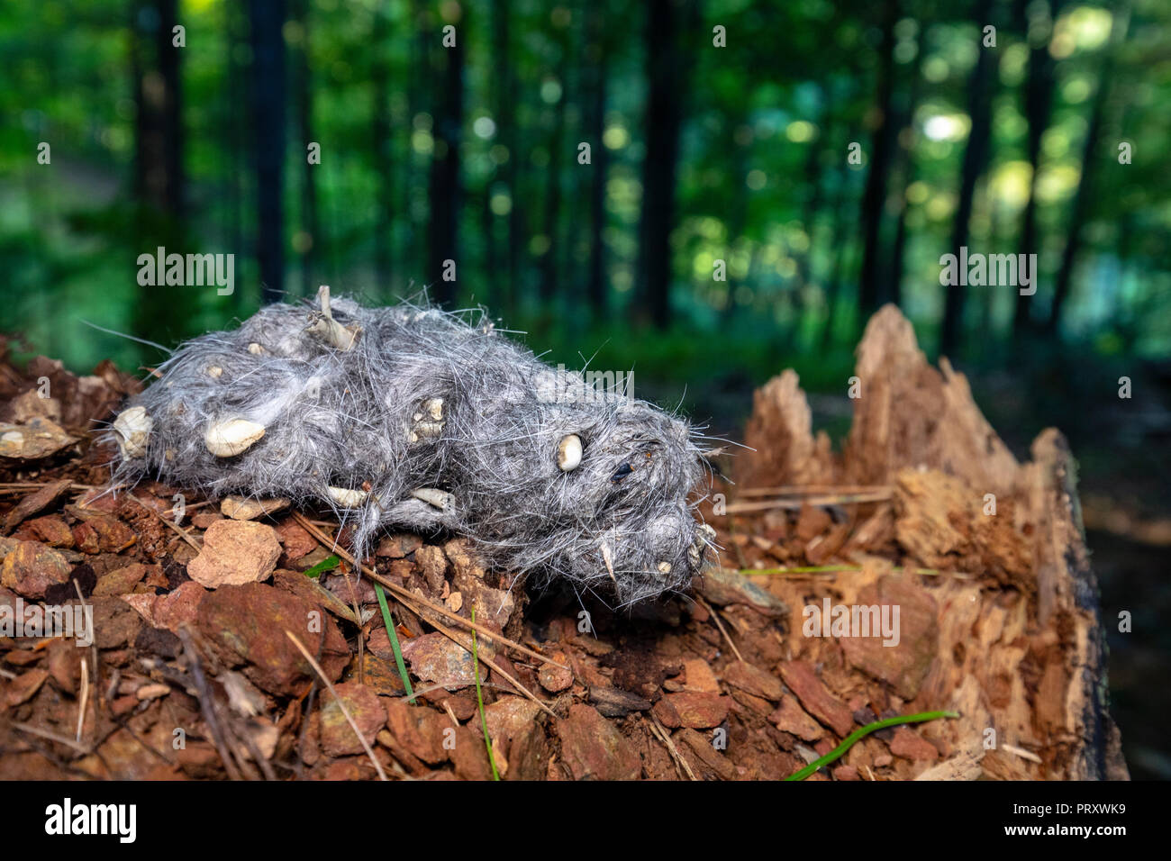 Owl Pellet (wahrscheinlich von der Great Horned Owl) - Brevard, North Carolina, USA Stockfoto