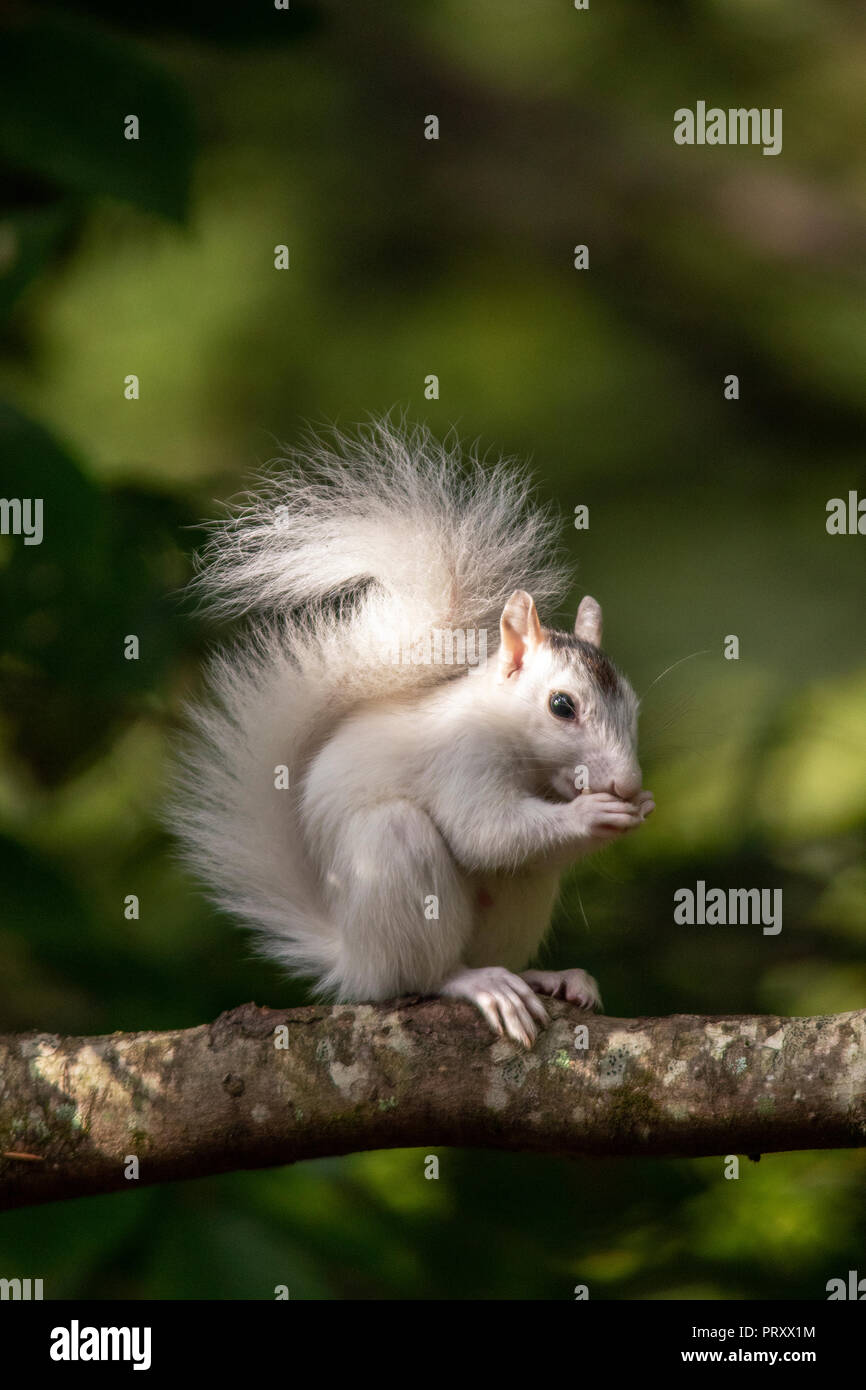 Weißen Eichhörnchen - Farbe Variante des östlichen Grauhörnchen (Sciurus carolinensis) - Brevard, North Carolina, USA Stockfoto