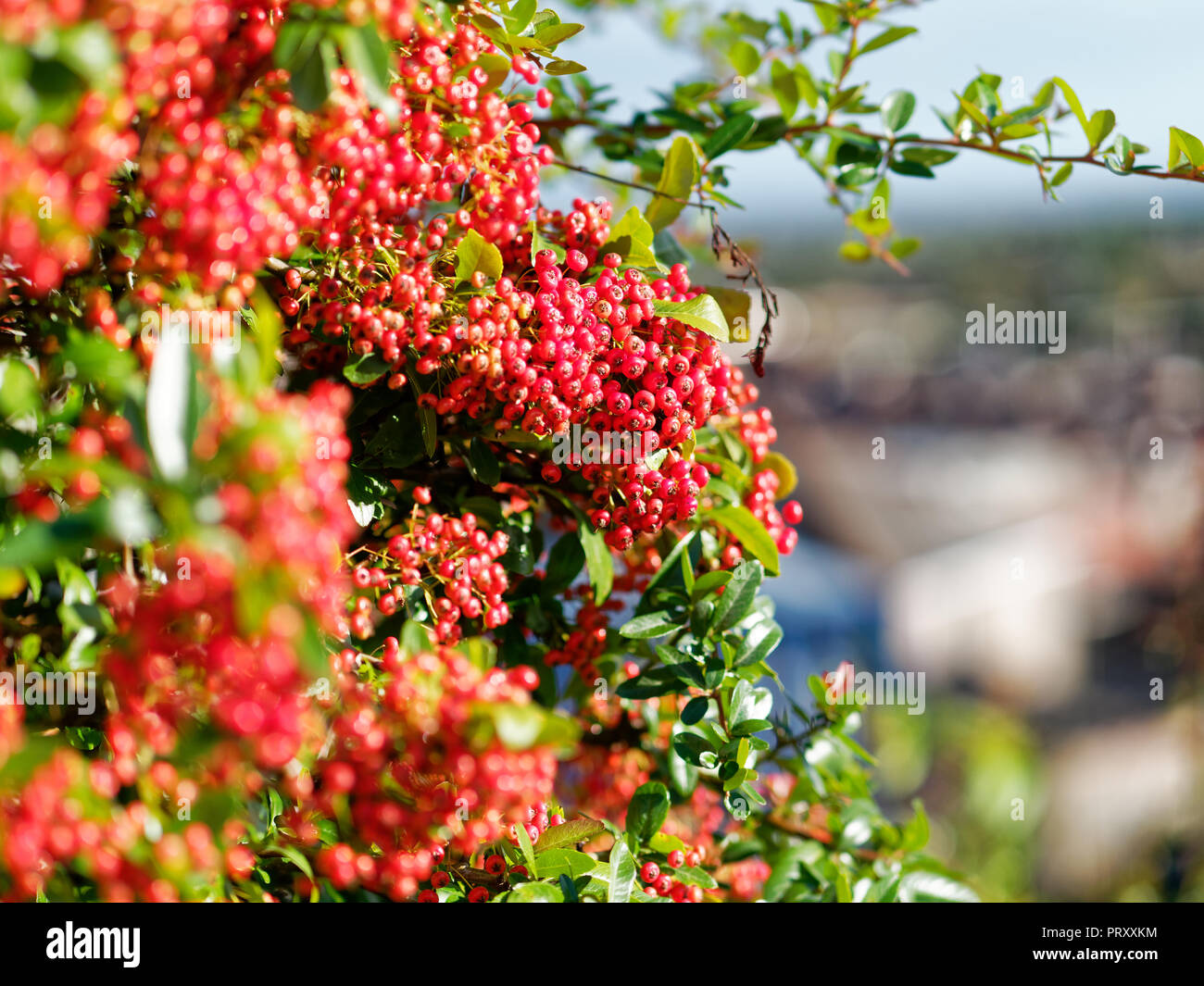 Red Holzbär Beeren, Großbritannien Stockfoto