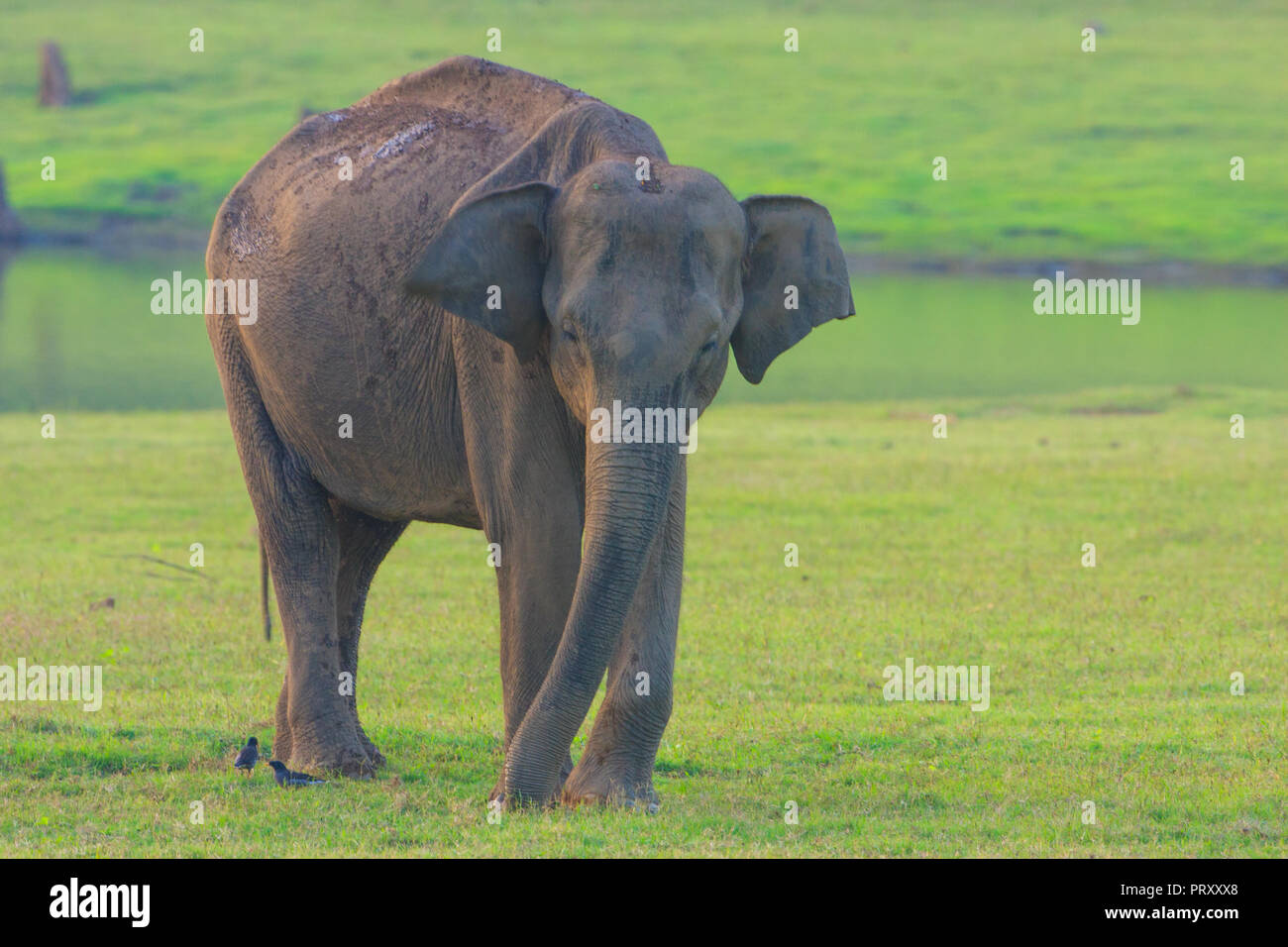 Asiatische Elefanten - am Kabini (Karnataka, Indien) Stockfoto