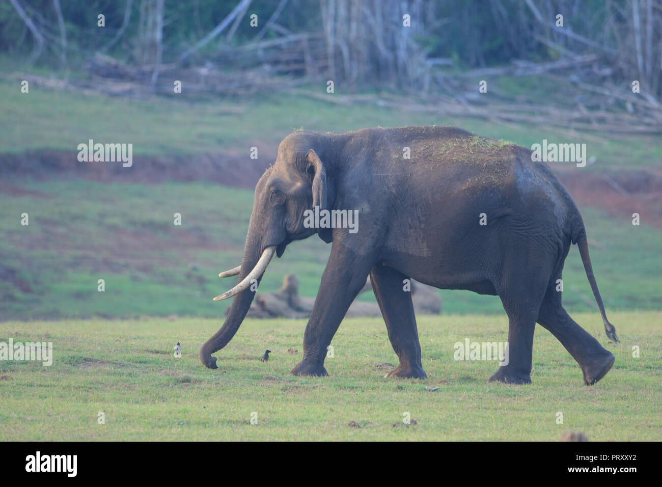 Asiatische Elefanten - am Kabini (Karnataka, Indien) Stockfoto