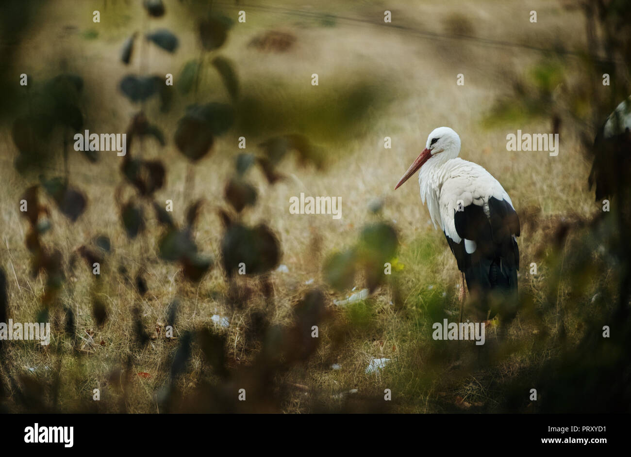 Der Weißstorch steht auf der Wiese. Ansicht zwischen Verschwommene Äste. Stockfoto