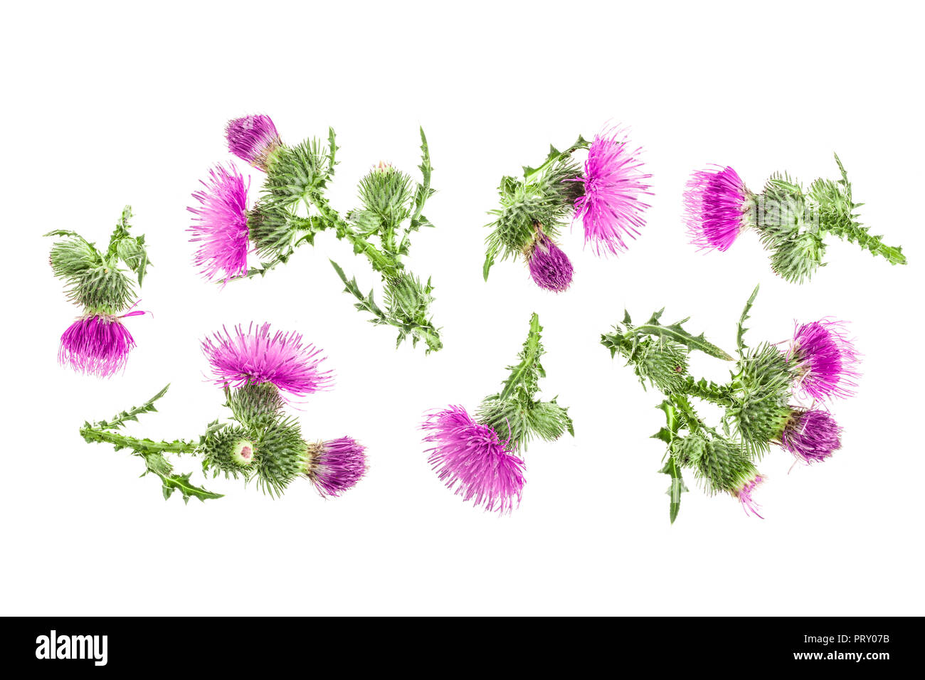 Mariendistel Blume auf weißem Hintergrund mit Kopie Platz für Ihren Text isoliert. Ansicht von oben. Flach Muster. Stockfoto