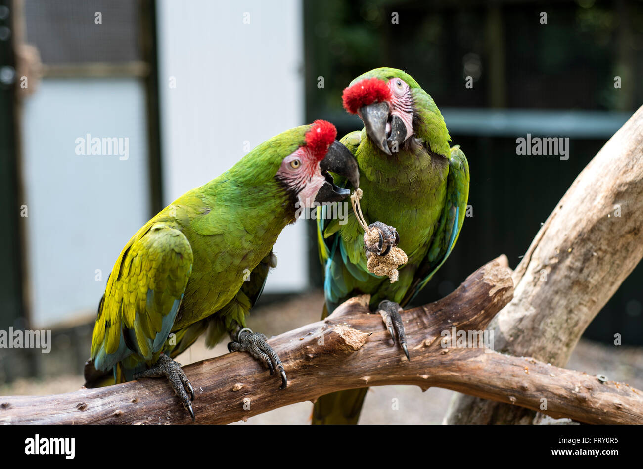 Zahme aras Fotos und Bildmaterial in hoher Auflösung Alamy