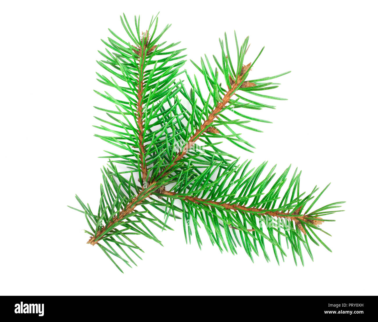 Fir Tree Branch auf weißem Hintergrund schließen isoliert. Ansicht von oben. Stockfoto