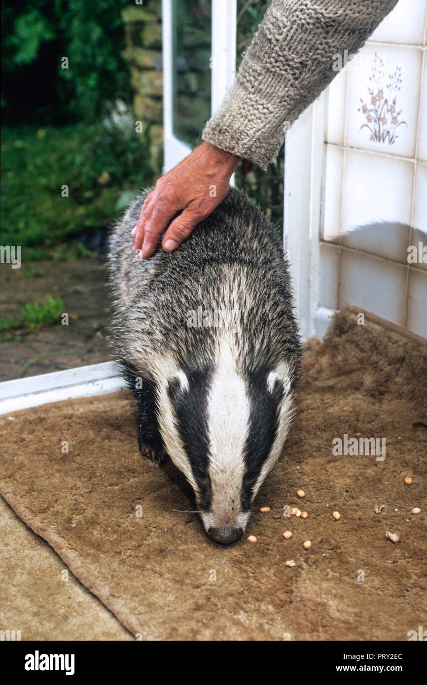 Europäischen Dachs (Meles meles) Eingabe von Haus und von Hand im Flur gestreichelt beim Essen Erdnüsse, England, Großbritannien Stockfoto