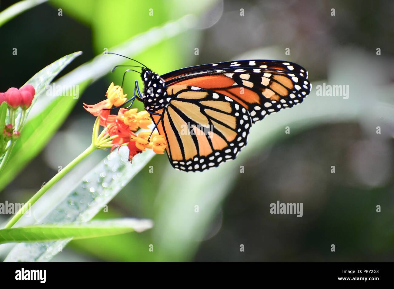 Monarch butterfly auf Schmetterling Bush Stockfoto