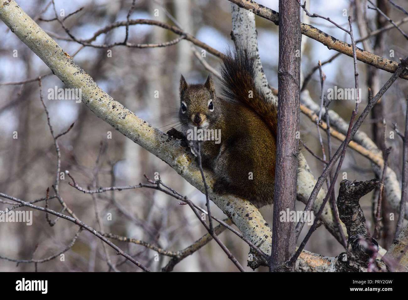 Neugierig Eichhörnchen neben der Spur Stockfoto