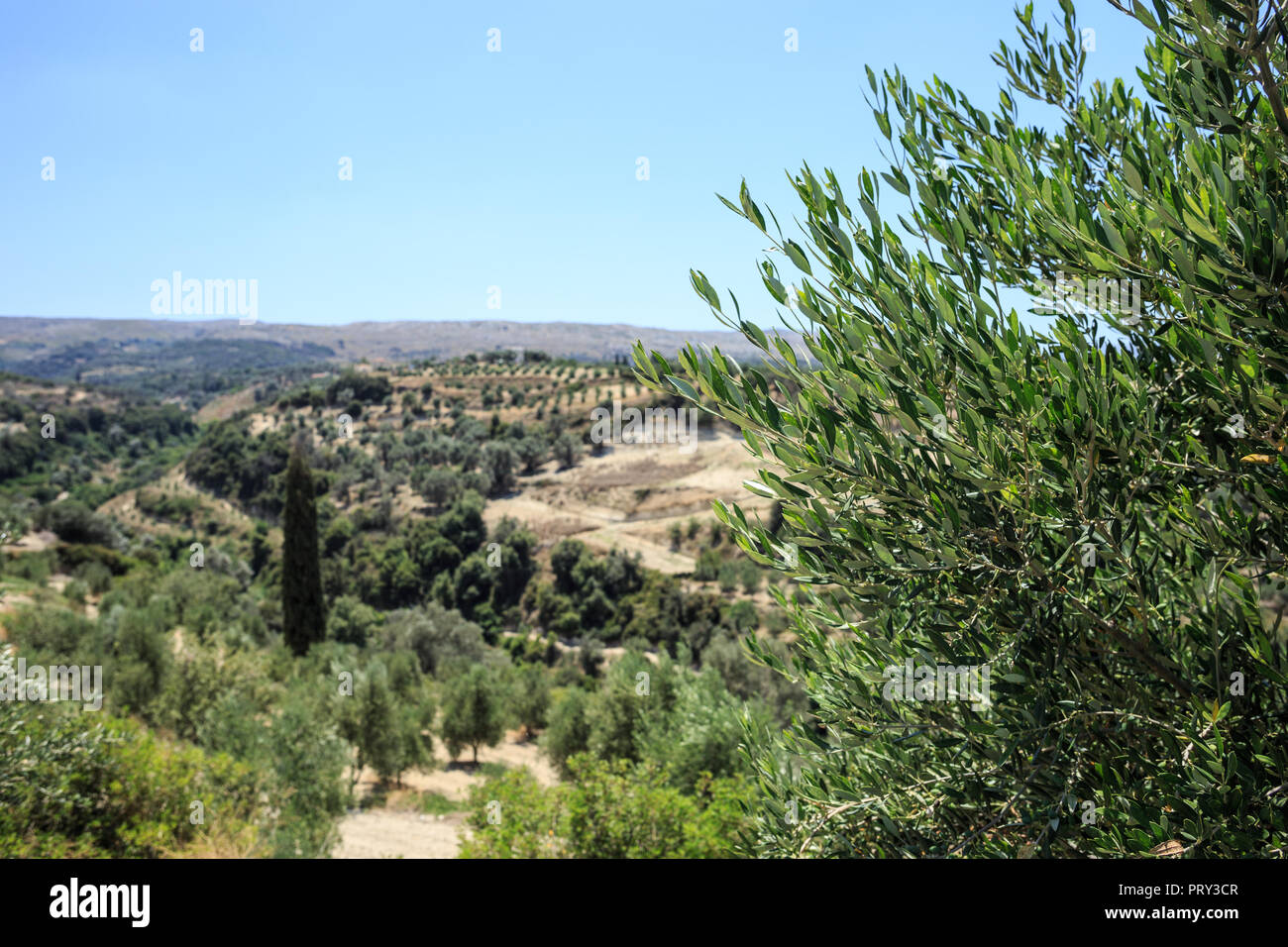 Olivenplantage in Kreta, die Insel der Olivenbume, soweit das Auge sehen  kann, gibt es nur Olivenbume Stockfotografie - Alamy