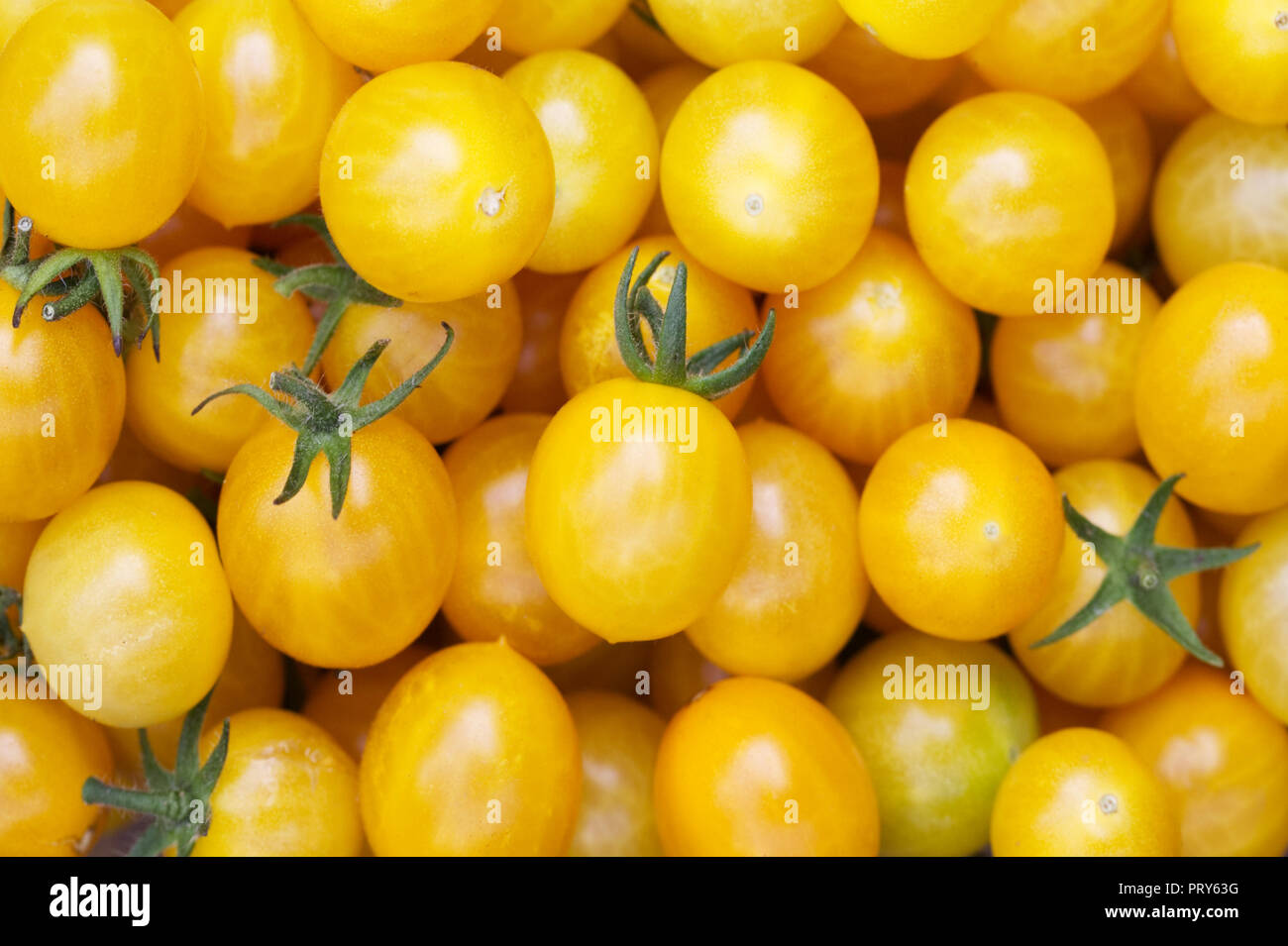 Lycopersicon esculentum bin illefleur'. Gelbe Cocktailtomaten. Stockfoto