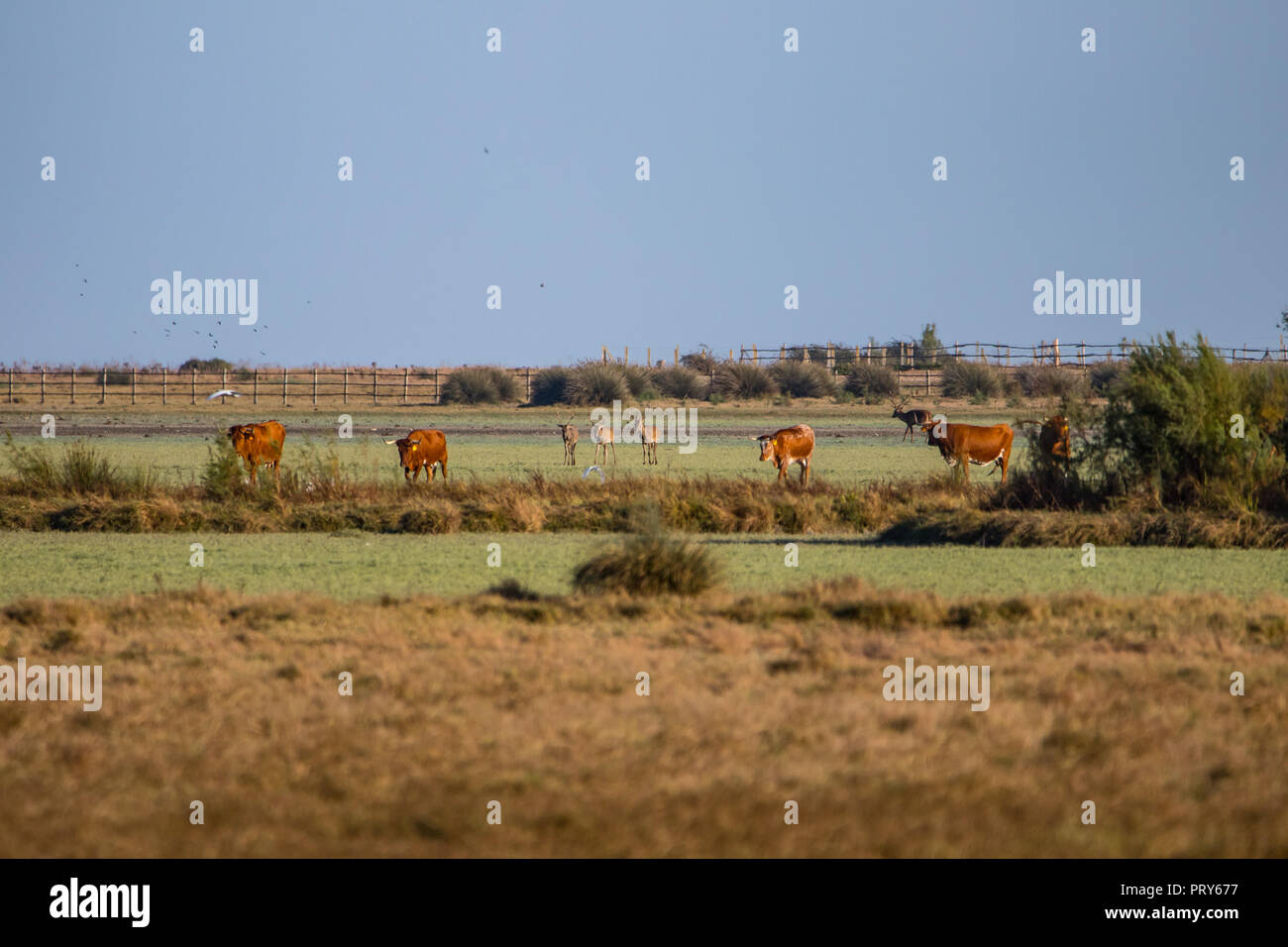 Kühe und Rehe während der Paarungszeit im 'Doñana Nationalpark Donana Naturpark El Rocio Dorf bei Sonnenuntergang Stockfoto