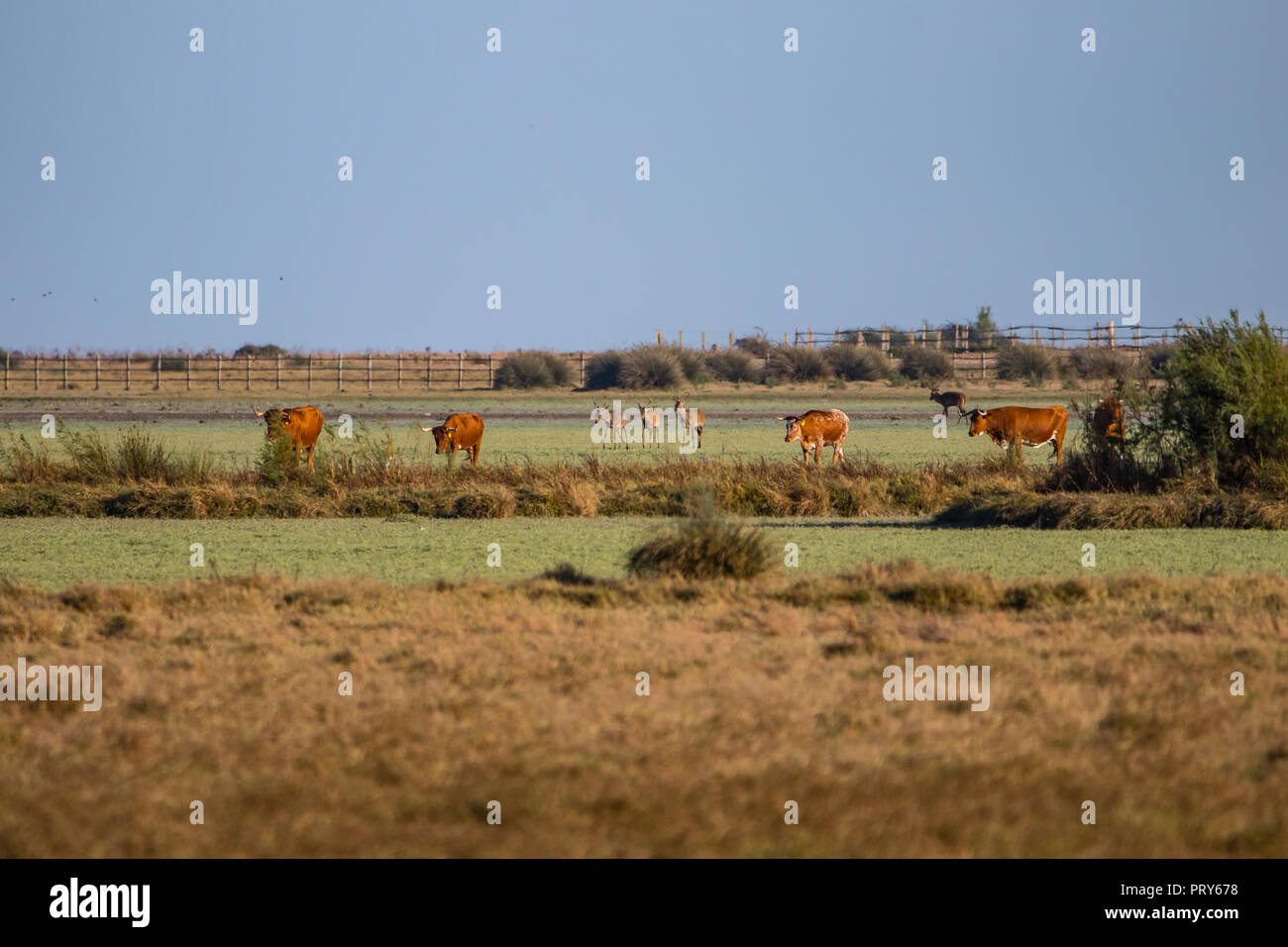 Kühe und Rehe während der Paarungszeit im 'Doñana Nationalpark Donana Naturpark El Rocio Dorf bei Sonnenuntergang Stockfoto