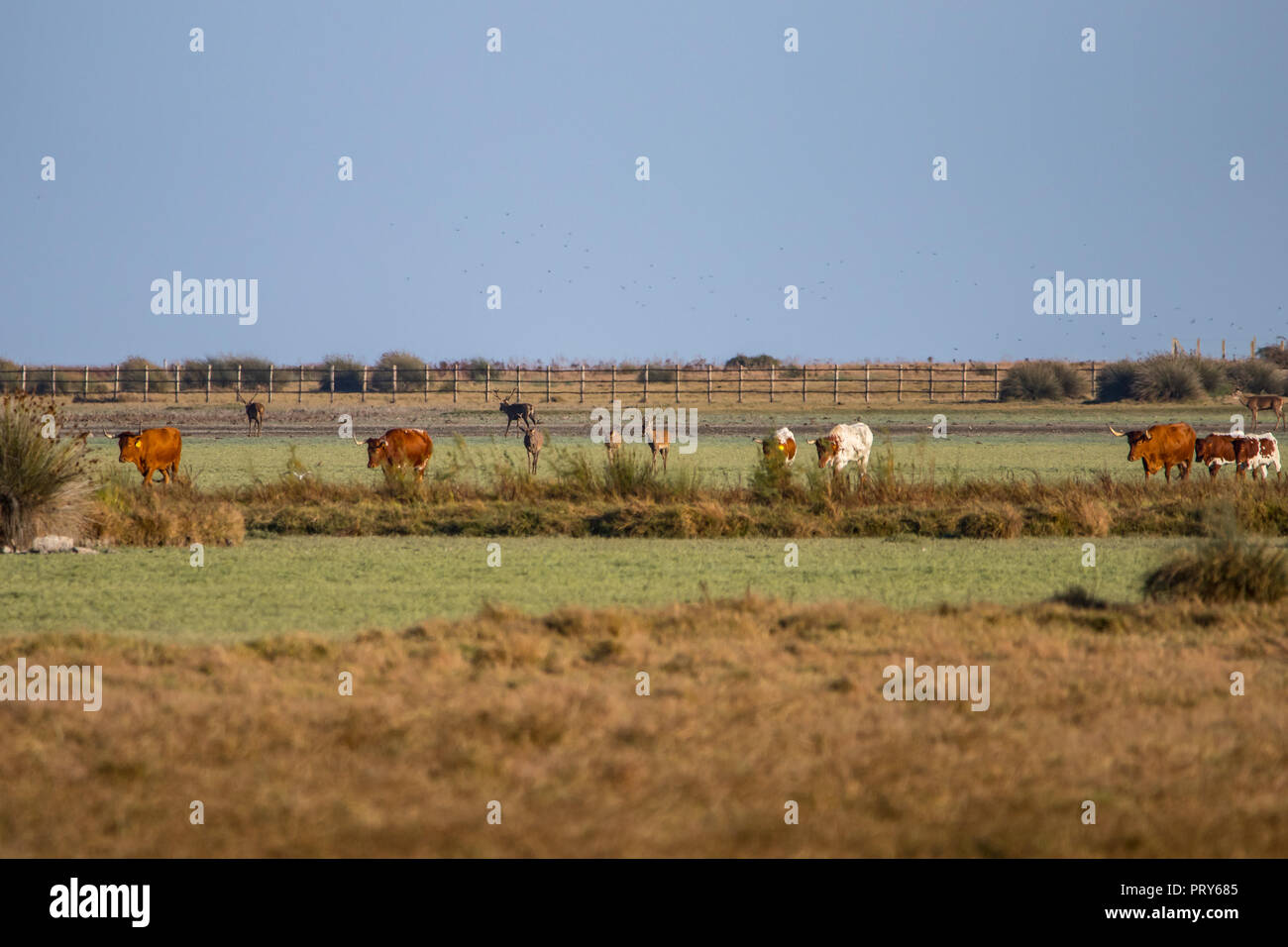 Kühe und Rehe während der Paarungszeit im 'Doñana Nationalpark Donana Naturpark El Rocio Dorf bei Sonnenuntergang Stockfoto