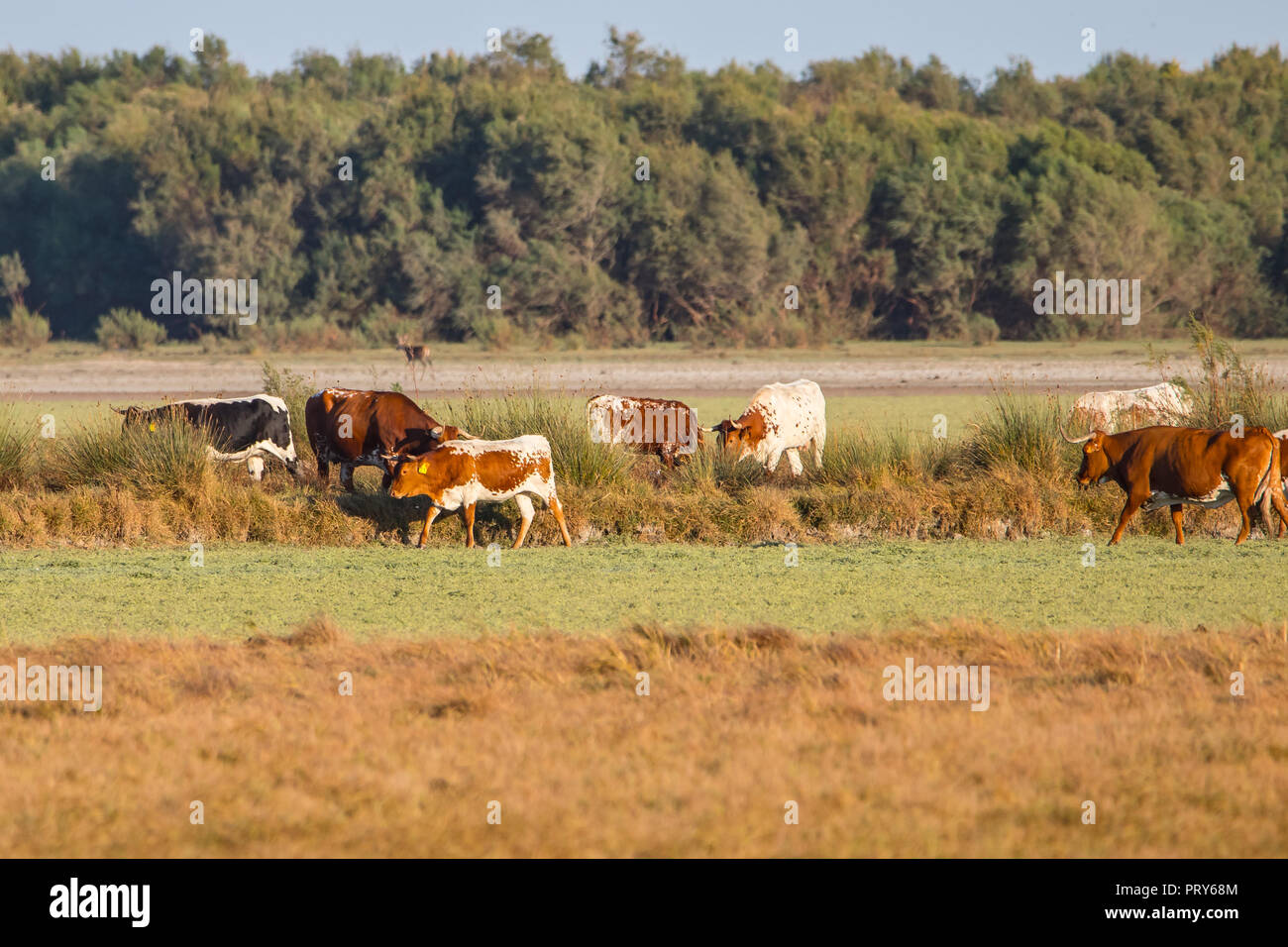 Kühe und Rehe während der Paarungszeit im 'Doñana Nationalpark Donana Naturpark El Rocio Dorf bei Sonnenuntergang Stockfoto