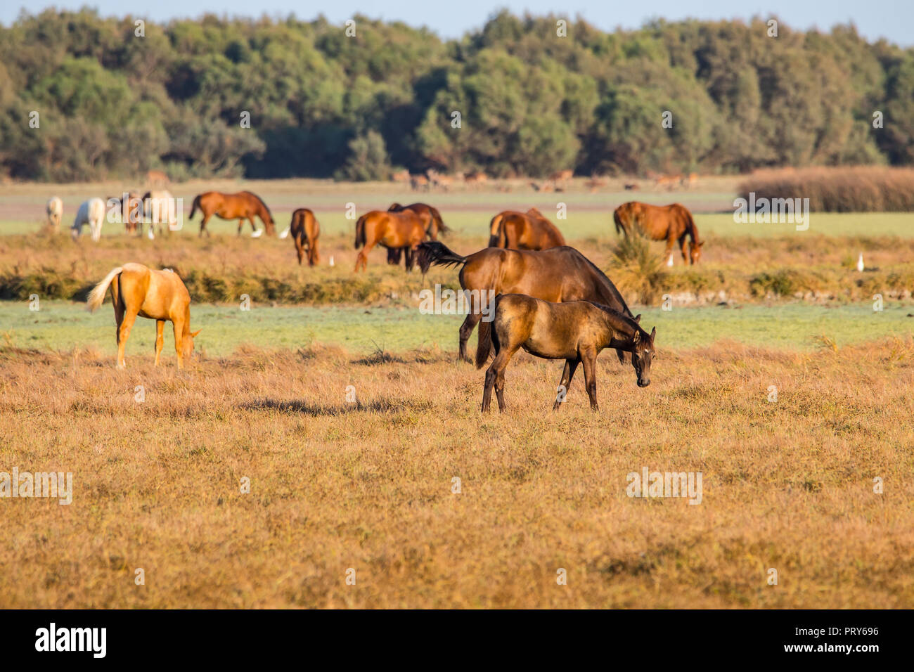Reinrassigen andalusischen spanische Pferd auf trockenen Weide in 'Doñana Nationalpark Donana Naturpark El Rocio Dorf bei Sonnenuntergang Stockfoto