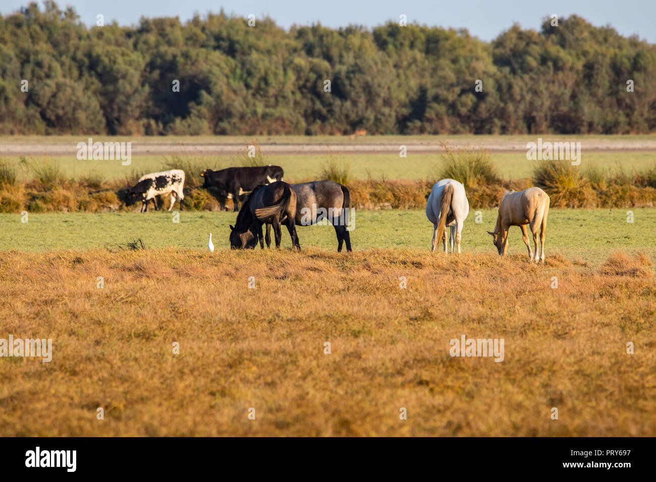 Reinrassigen andalusischen spanische Pferd auf trockenen Weide in 'Doñana Nationalpark Donana Naturpark El Rocio Dorf bei Sonnenuntergang Stockfoto
