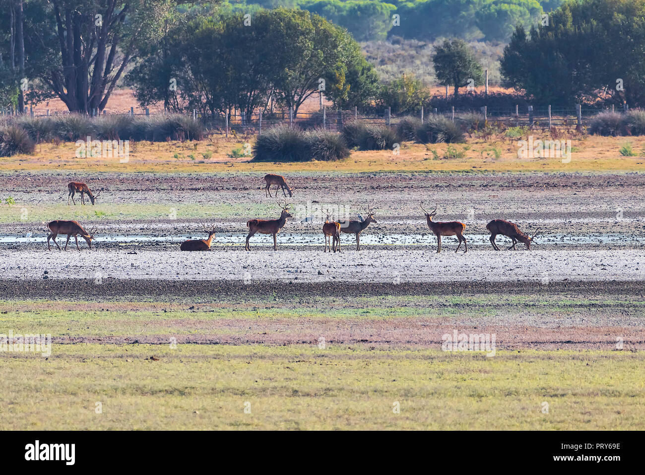 Die Hirsche während der Paarungszeit im 'Doñana Nationalpark Donana Naturpark El Rocio Dorf bei Sonnenuntergang Stockfoto
