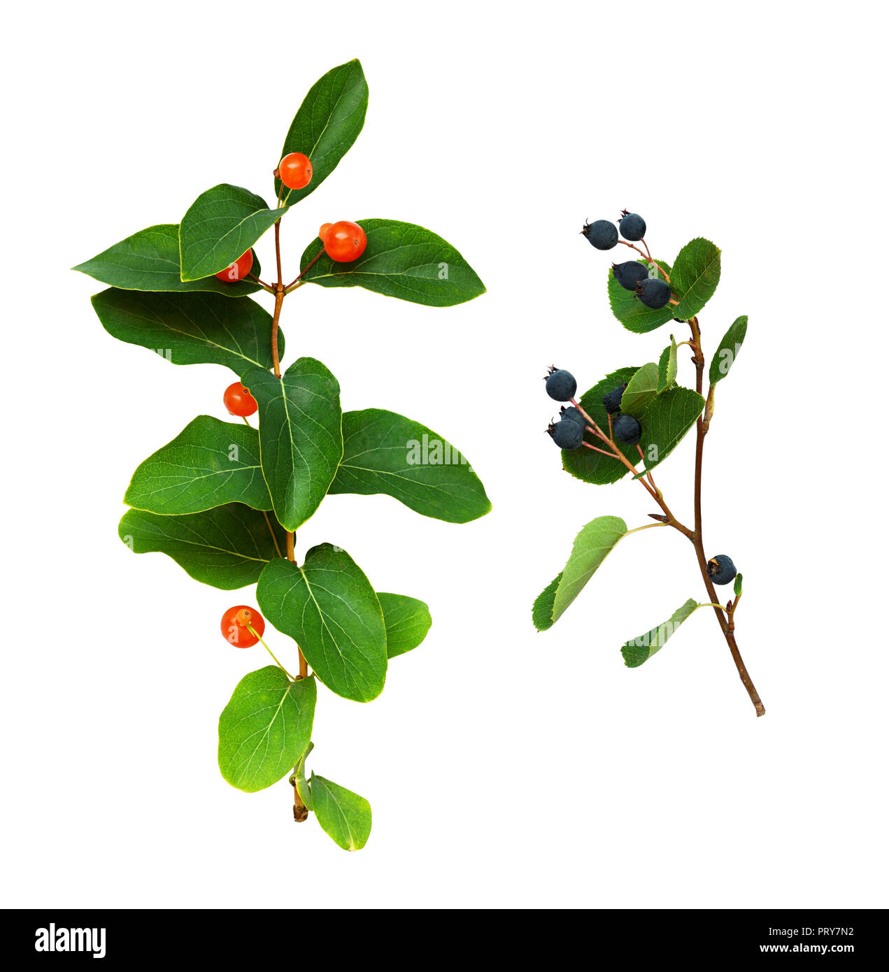 Eingestellt von Zweigen mit grünen Blättern und roten und blauen Beeren isoliert auf weißem Stockfoto