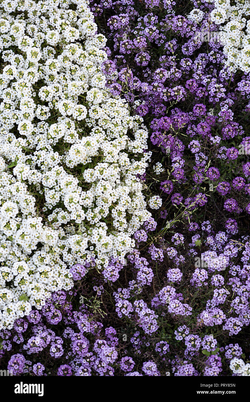 Kleine Blüten in weiß und lila Farben bedecken den Boden Stockfoto