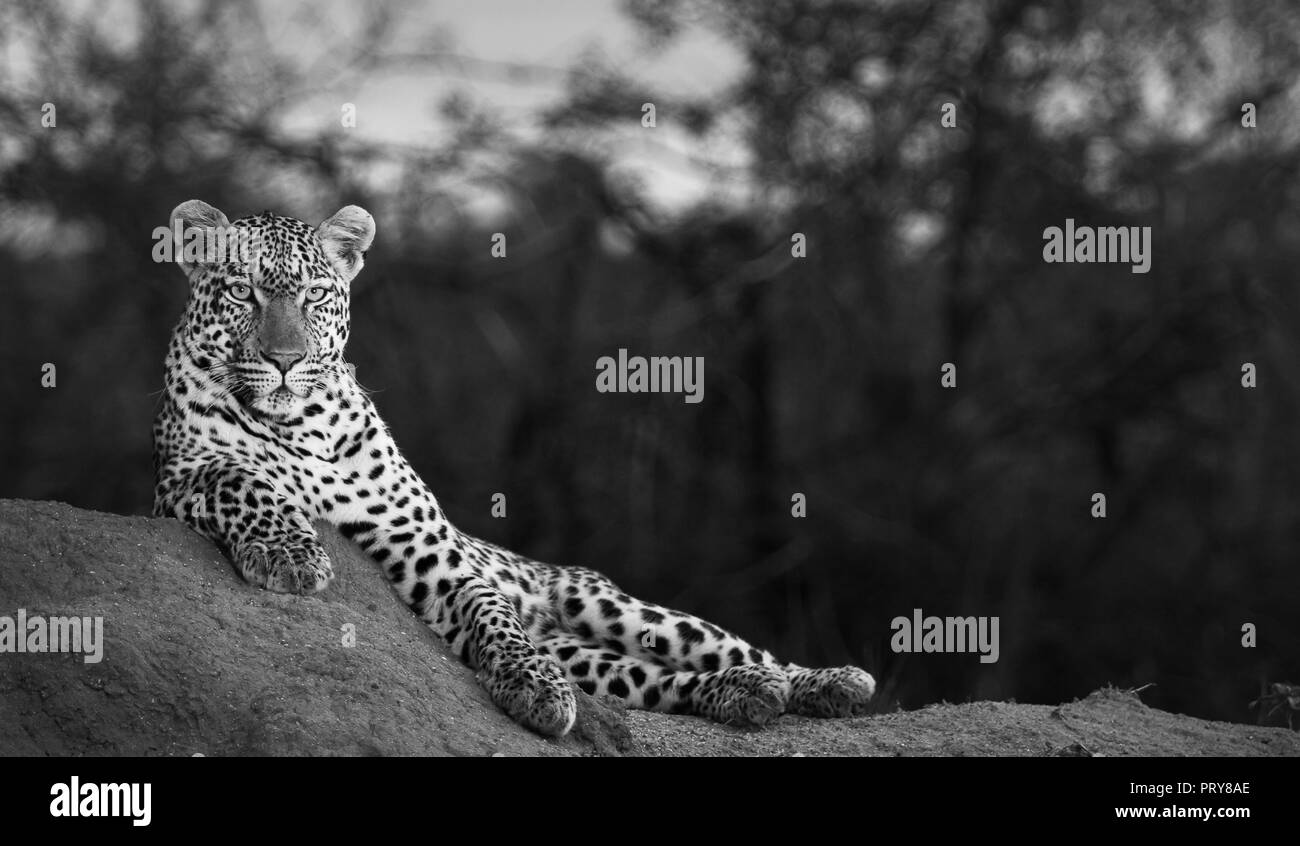 Schwarz & Weiß eines Leopard mit einer Augenhöhe Perspektive - im Krüger Nationalpark erfasst Stockfoto