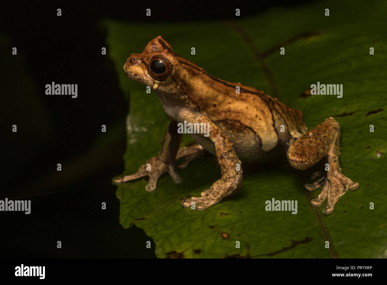 Dendropsophus kamagarini, einer Spezies nur in 2018 beschrieben ist endemisch im peruanischen Dschungel und können auf die Vegetation überstehendes Wasser in der Nacht gefunden werden. Stockfoto