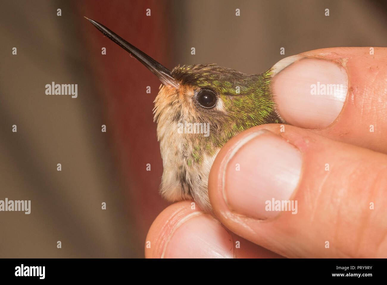 Colipito Ripatalo Colibri colipinto peruano -Fotos und -Bildmaterial in hoher Auflösung ...