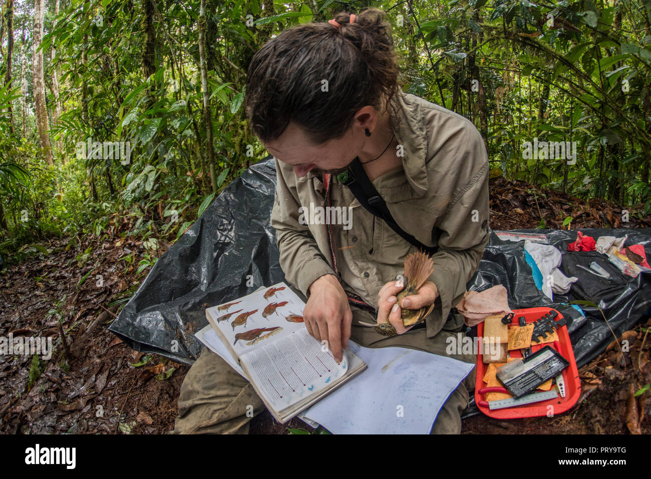 Ein ornithologe berät ein Field Guide bei einem gehaltenen Vogel in der Hand die Arten, um die Identifizierung zu bestätigen und Daten zu sammeln. Stockfoto