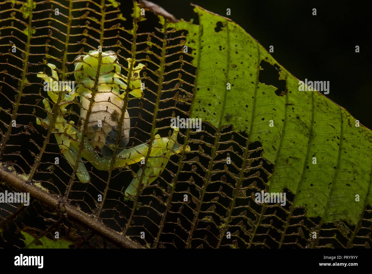 Cochranella Nola, ein großes Glas froscharten von Peru und Bolivien. Diese Arten sind nur schwer zu finden, da es in entfernten Regenwald leben. Stockfoto