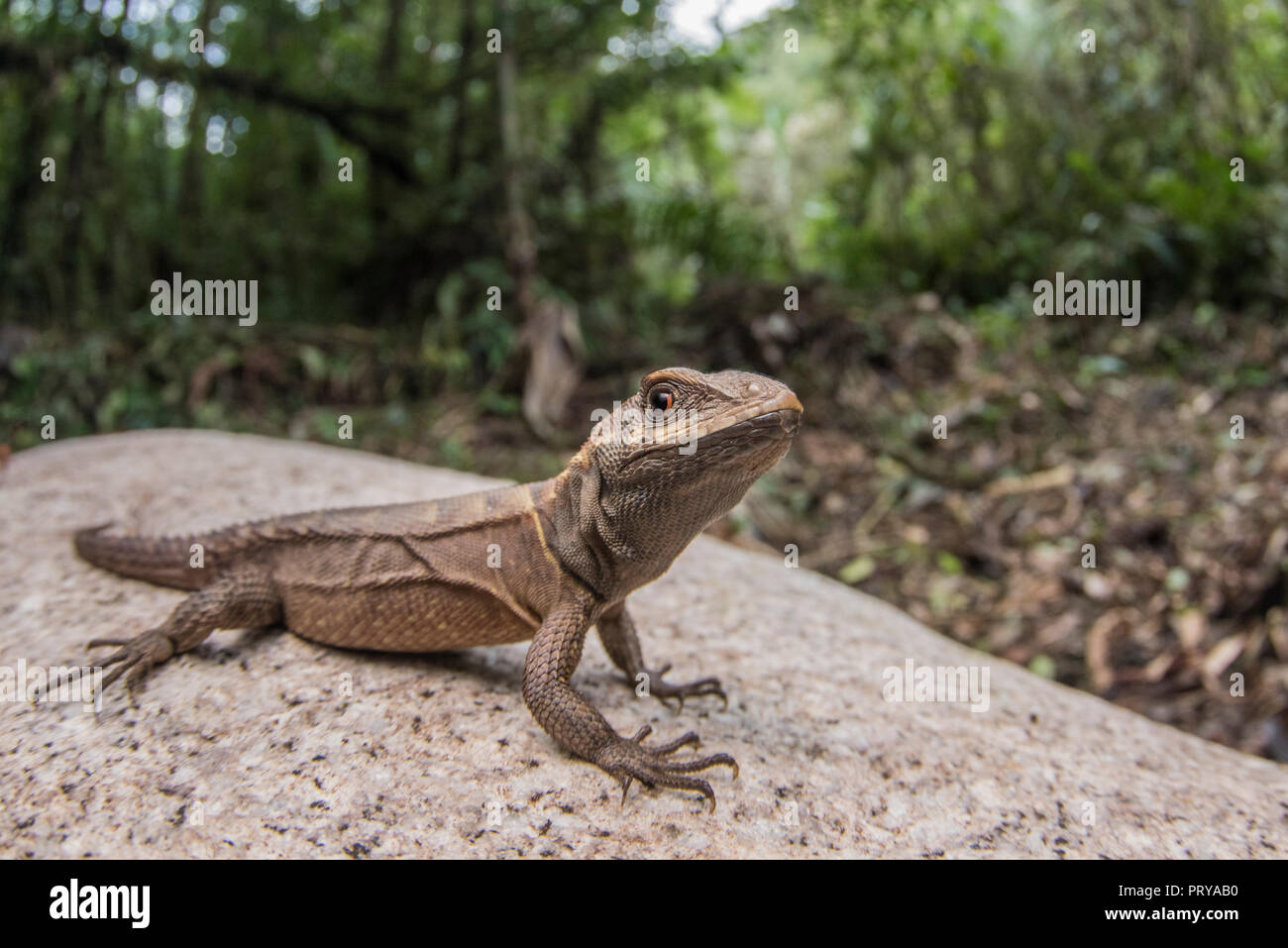 Eine Rose whorltail Iguana (Stenocercus roseiventris) eine seltene Masse Wohnung ECHSE Arten im Regenwald des Amazonas gefunden. Stockfoto