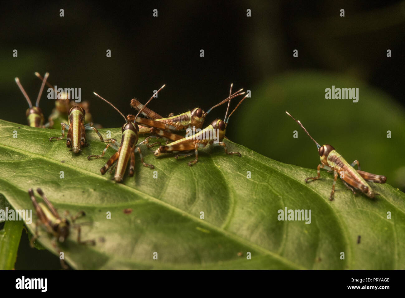 Ein Cluster von vor kurzem geschlüpfte Heuschrecken zusammen auf ein Blatt im Regenwald. Stockfoto