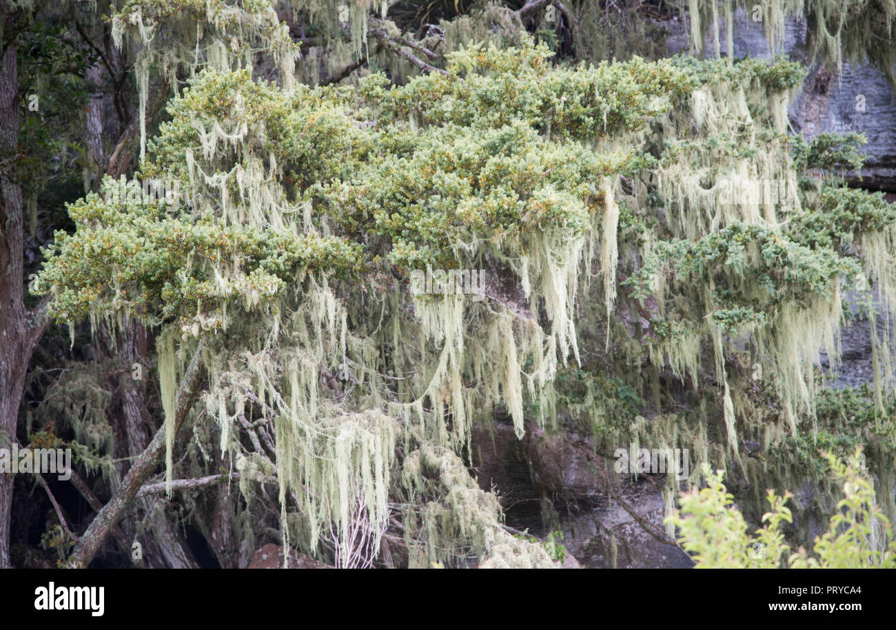 Spanische Moos Zweige mit baumelnden Moss in Kawakawa, Neuseeland Stockfoto