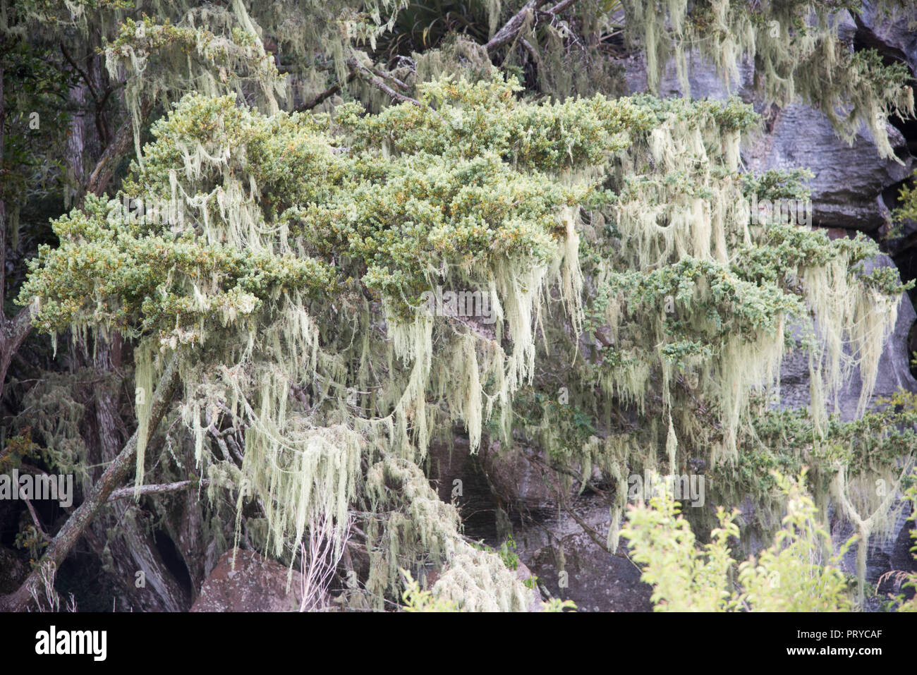 Spanische Moos Zweige mit baumelnden Moss in Kawakawa, Neuseeland Stockfoto