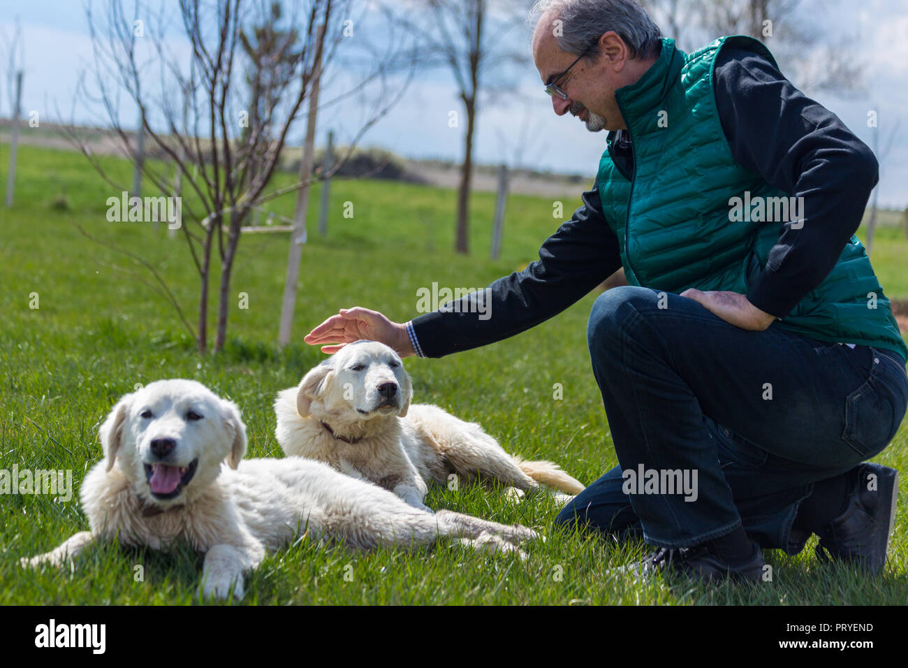 Akbas Gattung Herde Hund und ein Mann sie streicheln, sivrihisar, Eskisehir, Türkei Stockfoto