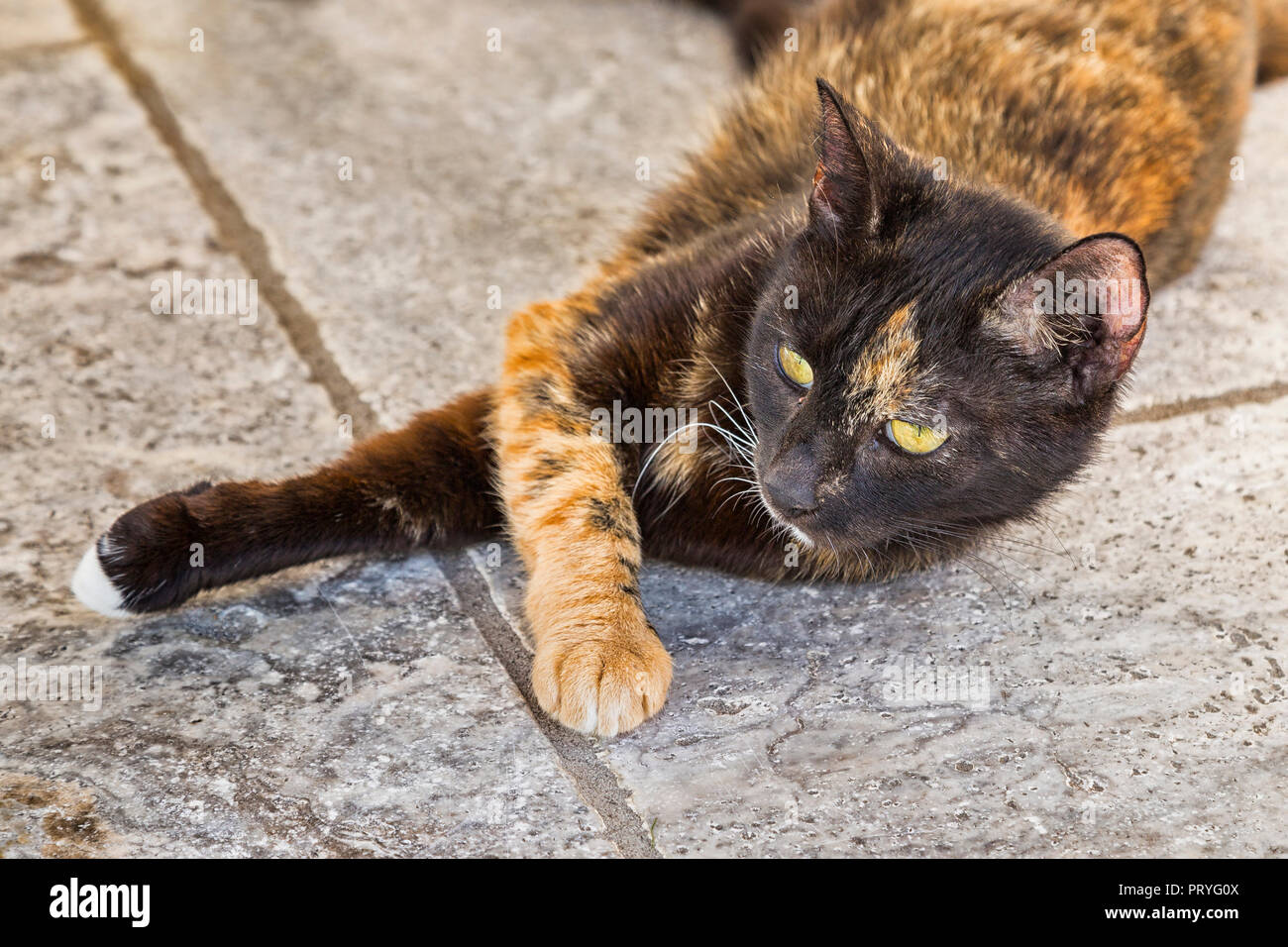 Haustier Katze Stockfoto