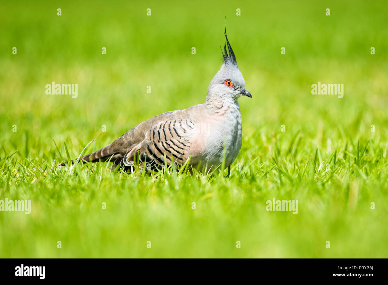 Crested pigeon (Ocyphaps lophotes), in Wiese, South Australia, Australien Stockfoto