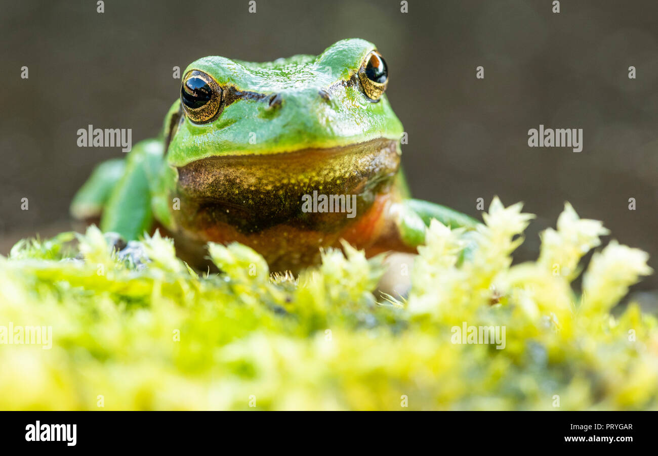 Laubfrosch (Hyla arborea), sitzt im Moos, Tier Portrait, Berchtesgadener Land, Bayern, Deutschland Stockfoto