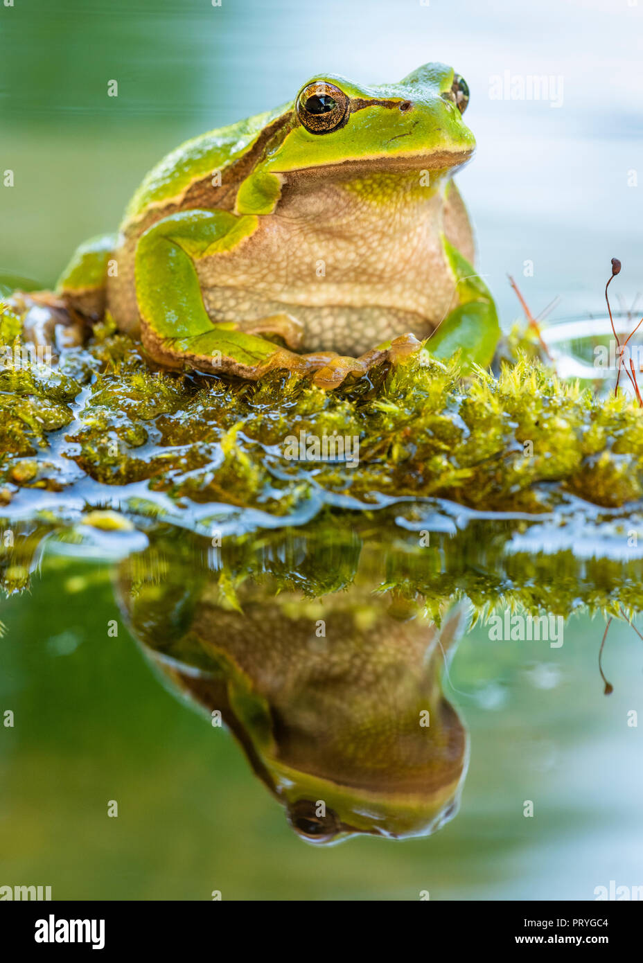 Laubfrosch (Hyla arborea), sitzt auf Moss am Wasser, Wasser Reflexion, Berchtesgadener Land, Bayern, Deutschland Stockfoto