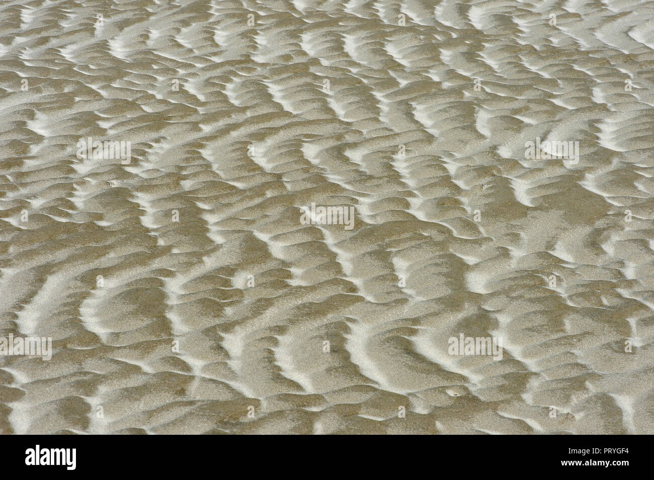 Sand Oberfläche von Wind und Gezeiten im Wattenmeer, Nordseeküste, Schleswig-Holstein, Deutschland Stockfoto