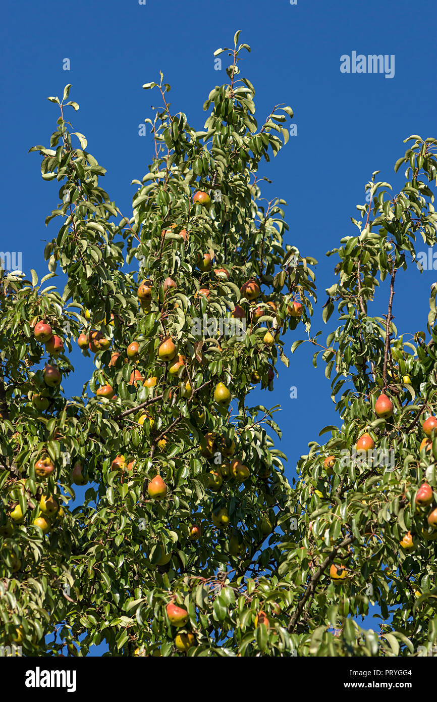 Reife Birnen (Pyrus) Hängen an einem Baum, blauer Himmel, Bayern, Deutschland Stockfoto