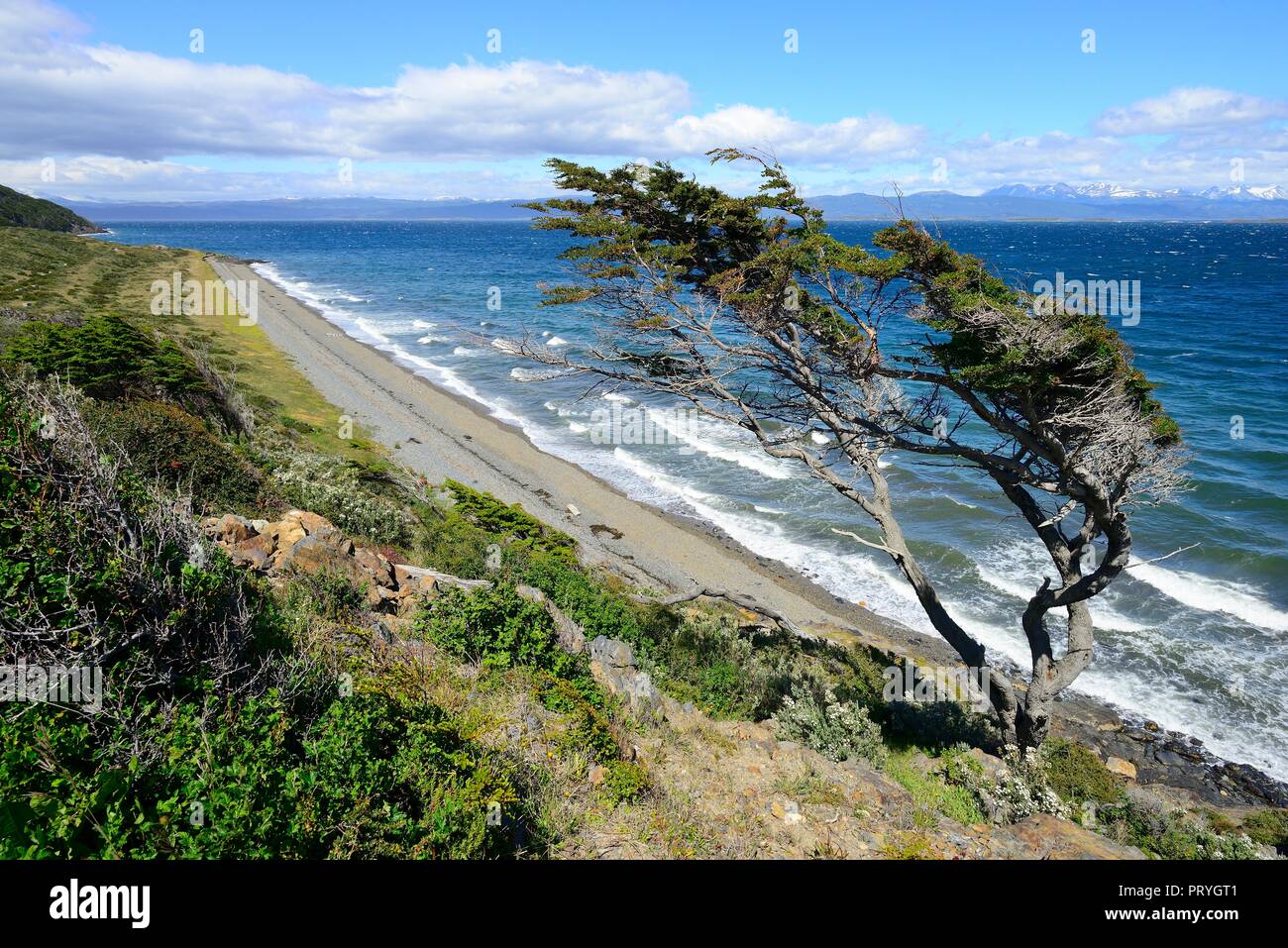 Zerzaust Baum auf dem Beagle Kanal, Ushuaia, Tierra del Fuego Provinz, Feuerland, Argentinien Stockfoto