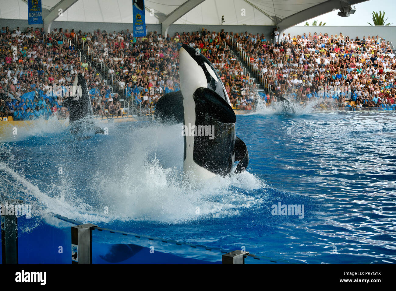 Schwertwal (Orcinus orca) im Jump, Captive, Orca, Loro Parque, Puerto de la Cruz, Teneriffa, Kanarische Inseln, Spanien Stockfoto