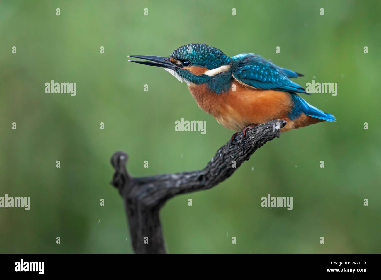 Eisvögel (Alcedo atthis), junge Männer sitzen auf Holz, Biosphärenreservat Mittlere Elbe, Sachsen-Anhalt, Deutschland Stockfoto
