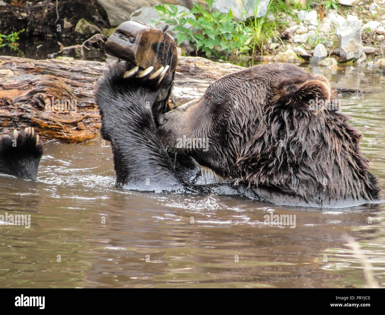 Grizzly Bär schwimmen im Wasser und spielen mit einem Stück Holz, Vancouver, Kanada Stockfoto