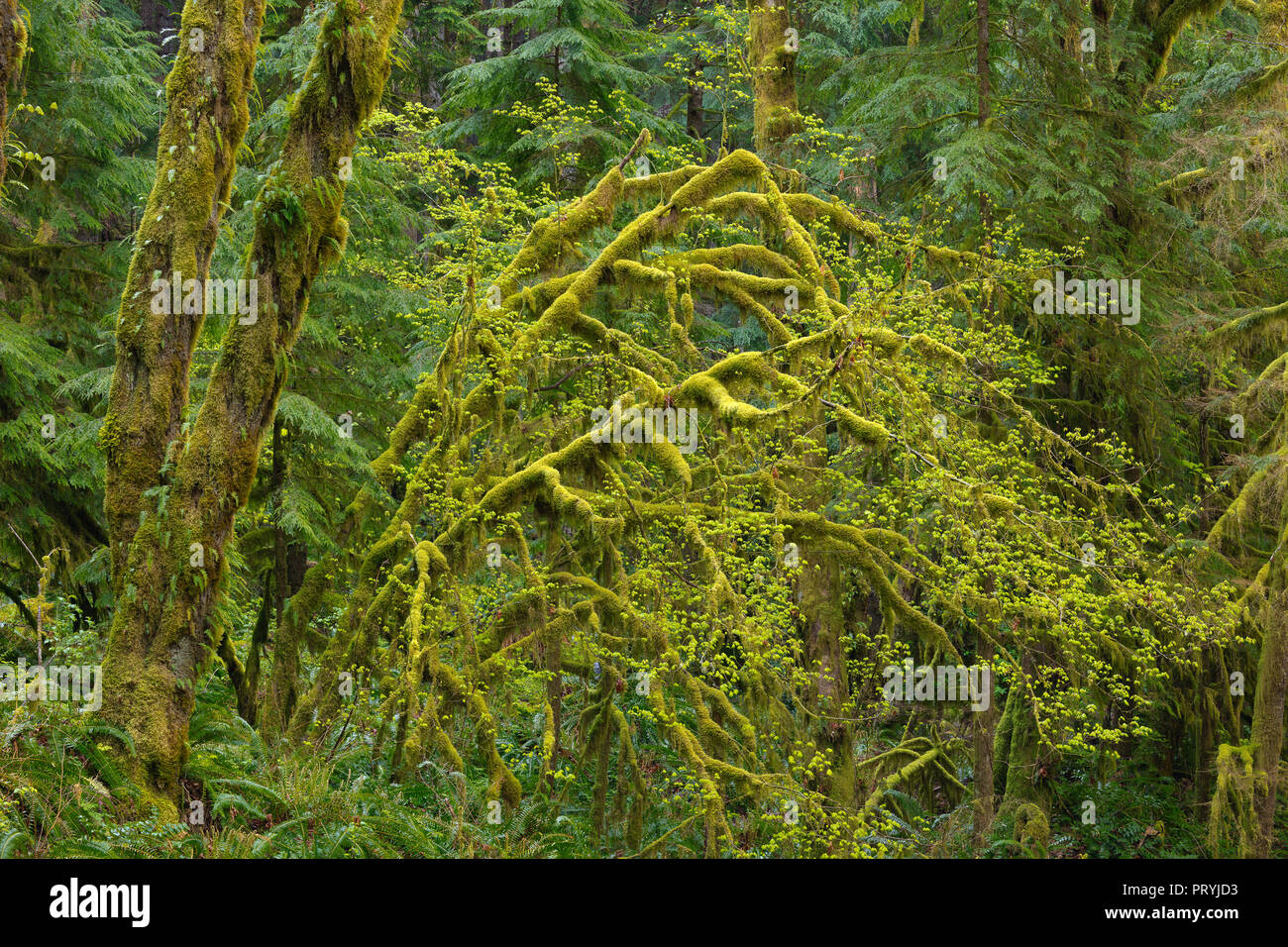 Moosige Bäume, Mitte der mittleren Gabel Gabel Snoqualmie River, North Bend, Washington State Stockfoto